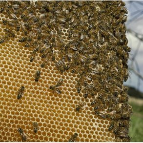 Sm�familier p� 6 rammer 12x10 s�lges i maj